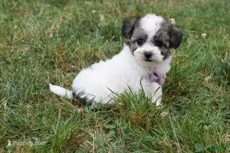 Bichpoo dogs LadyBug  - Ad 2