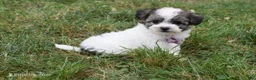 Bichpoo dogs for sale: LadyBug  - Ad 2