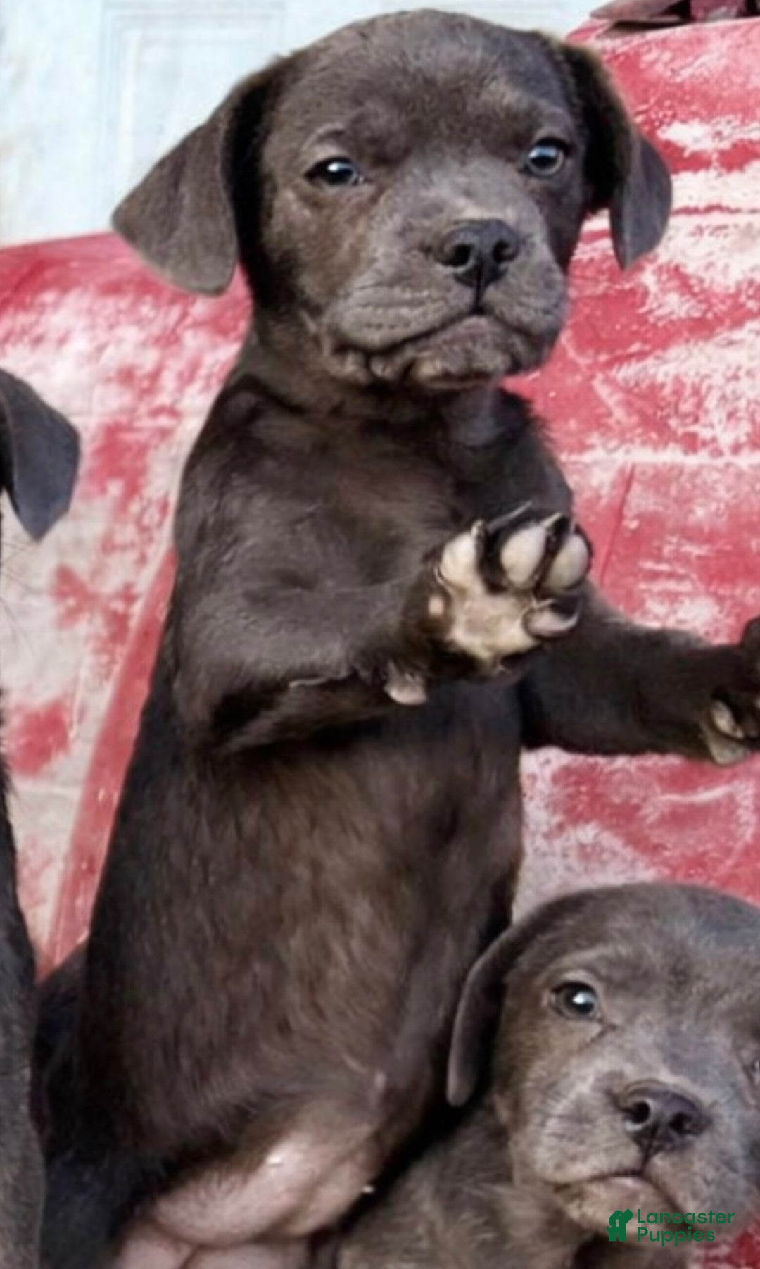 Mixed Breed dogs for sale: Arendt (Ari or Renny) - Ad 2