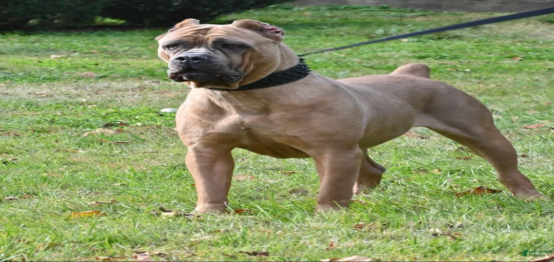 Gallery Image {{count}}