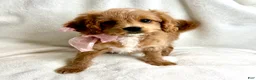 Cavapoo dogs for sale: Nala 💗 - Ad 4