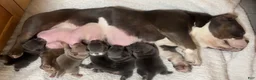 American Bully dogs for sale: American Bully 5 - Ad 10