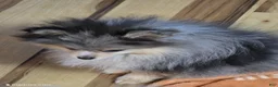 Pomeranian dogs for sale: Akc Tanner  - Ad 4