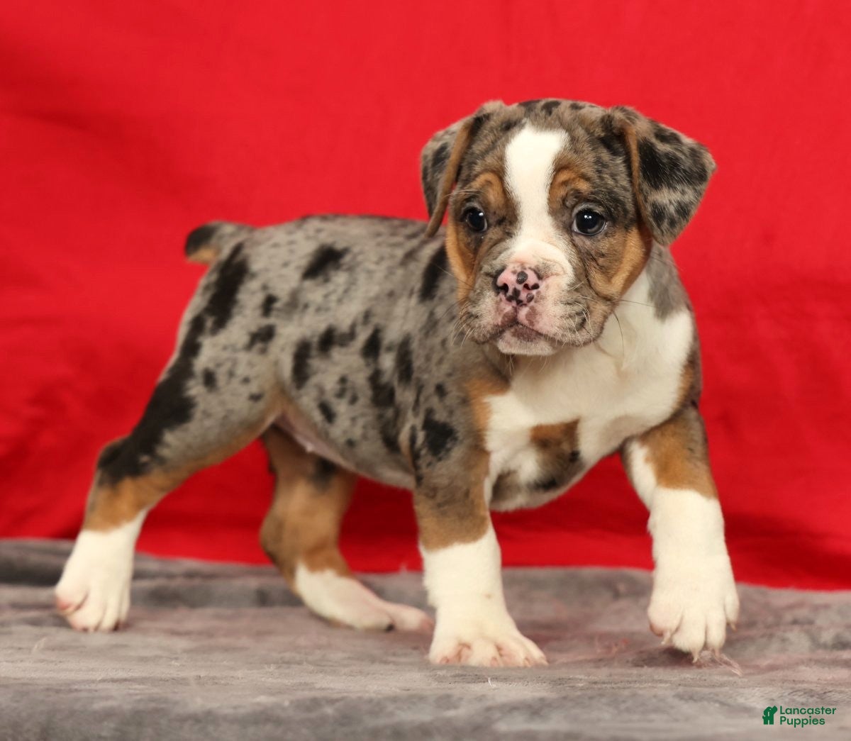 Beabull dogs Cola - Ad 2