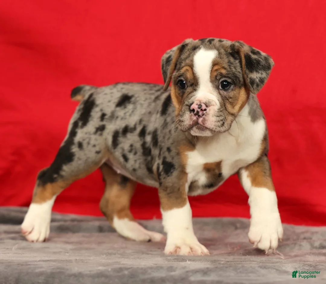 Beabull dogs for sale: Cola - Ad 2