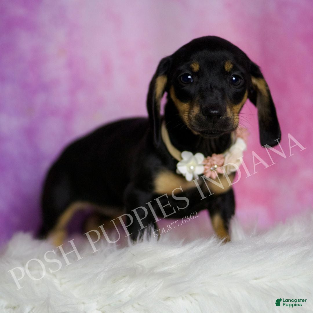 Miniature Dachshund dogs for sale: Brenda - Ad 6