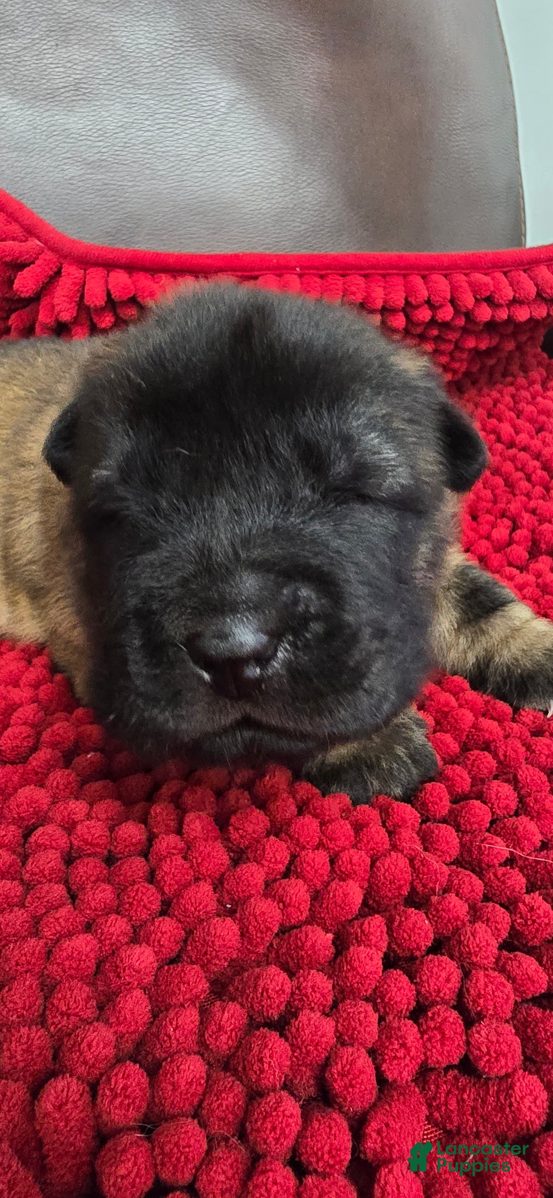 Shar Pei dogs for sale: Gorgeous bear coat - Ad 3