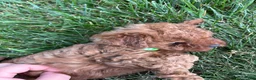 Cavapoo dogs for sale: Duke - Ad 6