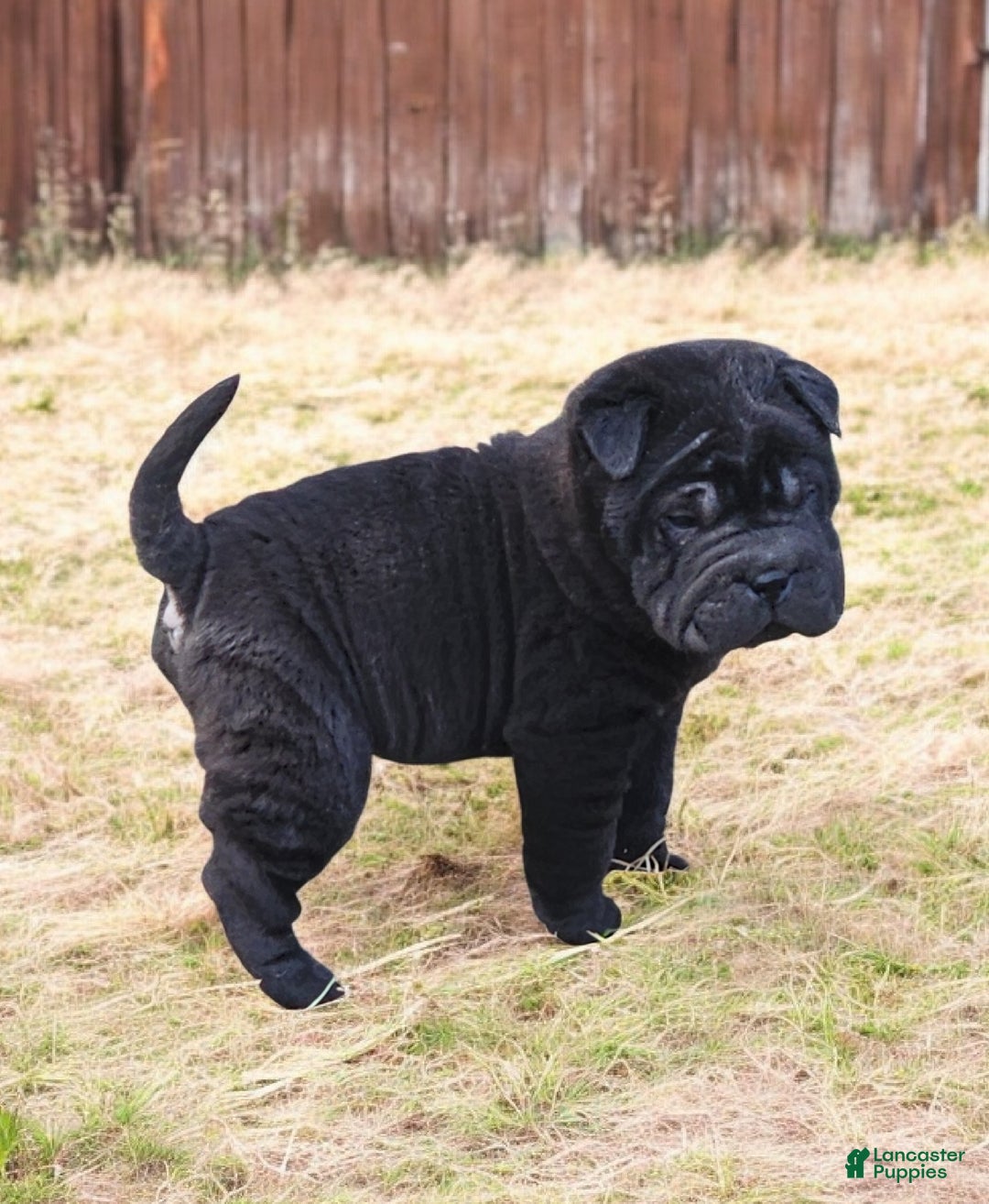 Shar Pei dogs for sale: Raven mini  - Ad 4