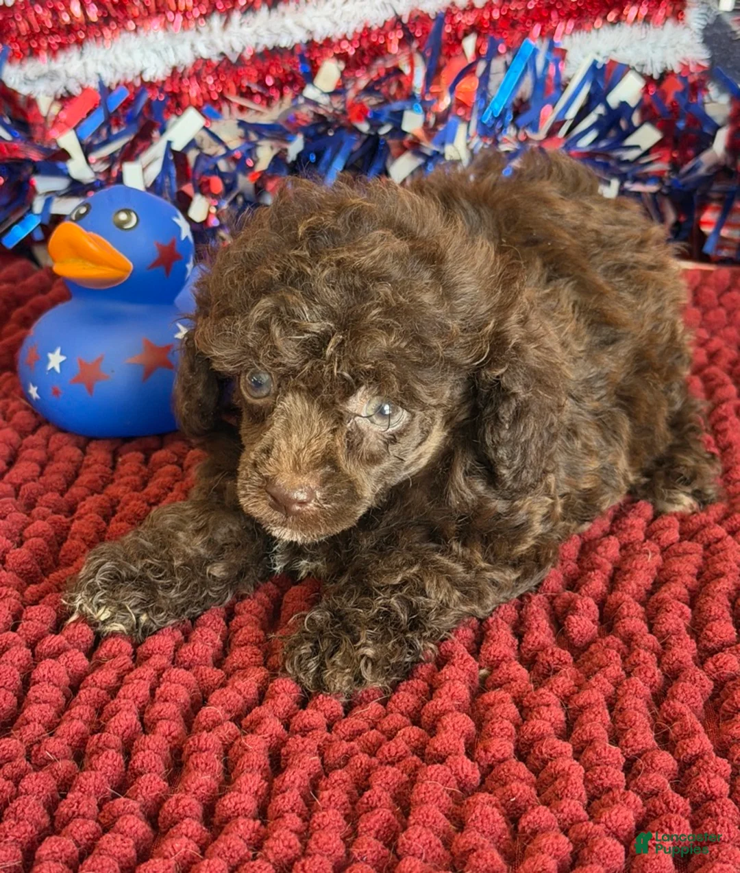 Toy Poodle dogs for sale: Cocoa - Ad 2