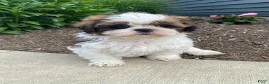 Tina