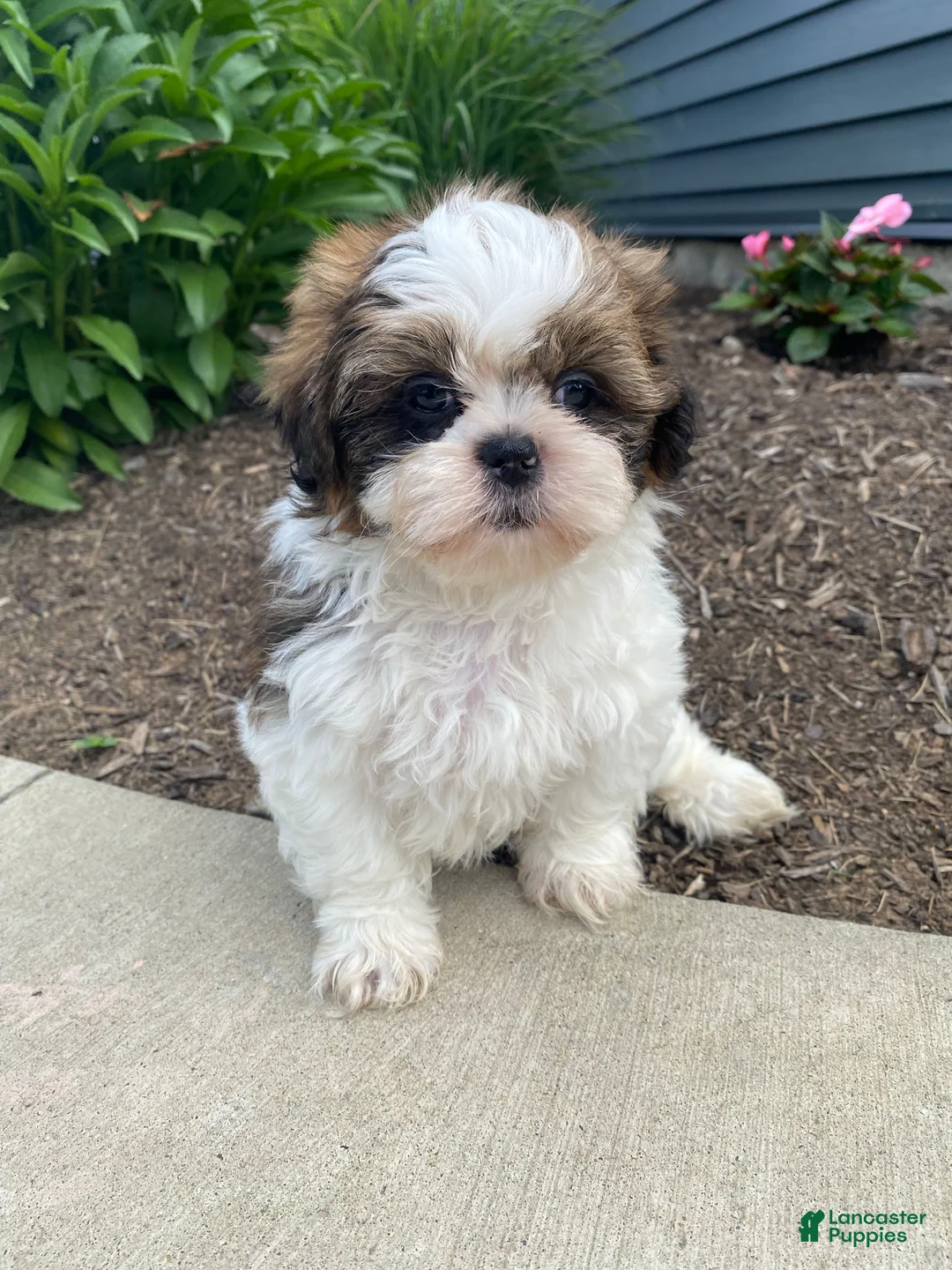 Shih Tzu dogs for sale: Tina - Ad 1