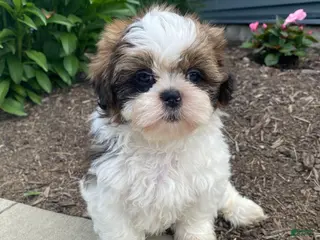 Shih Tzu dogs for sale: Tina - Ad 1