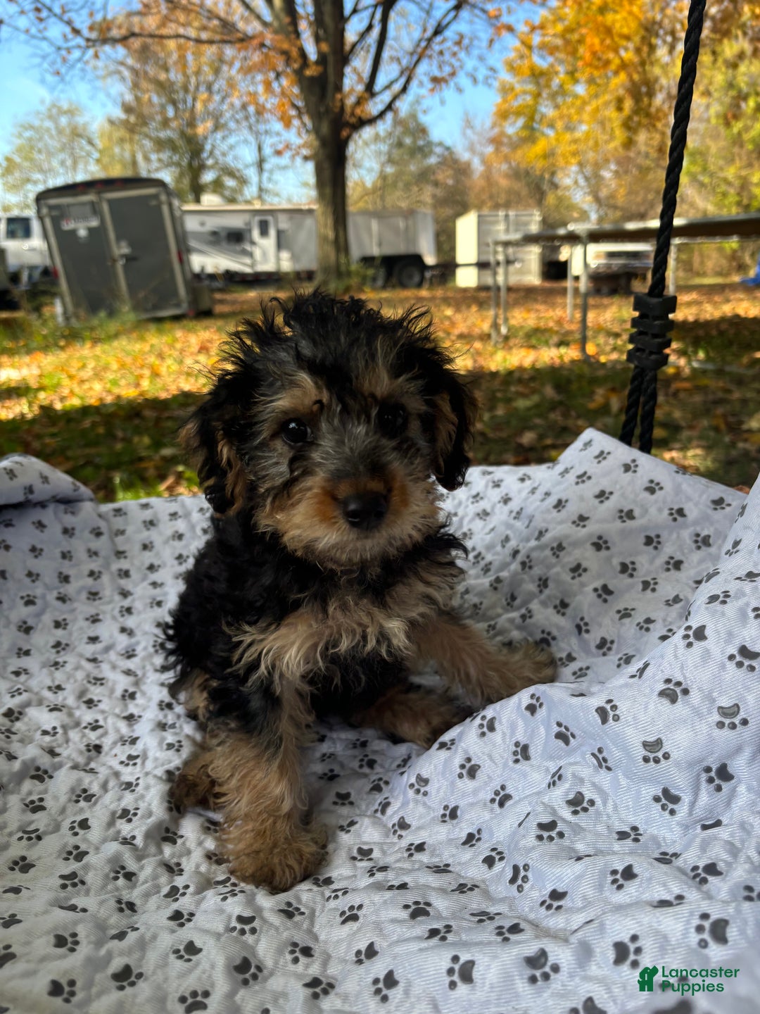Yorkiepoo dogs for sale: Yeager - Ad 3