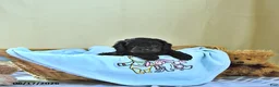 Cavapoo dogs for sale: Baxter - Ad 3