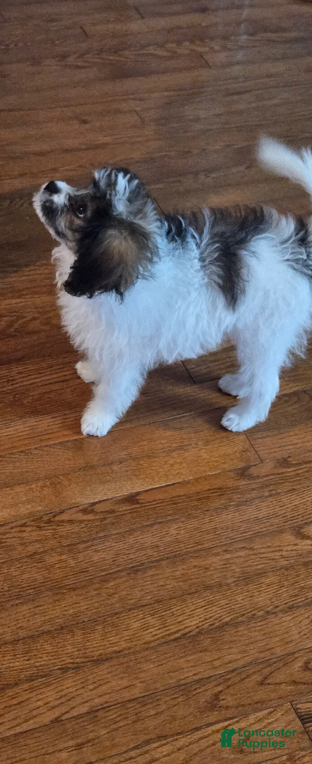 Shihpoo dogs for sale: Shihpoo Puppy  - Ad 2