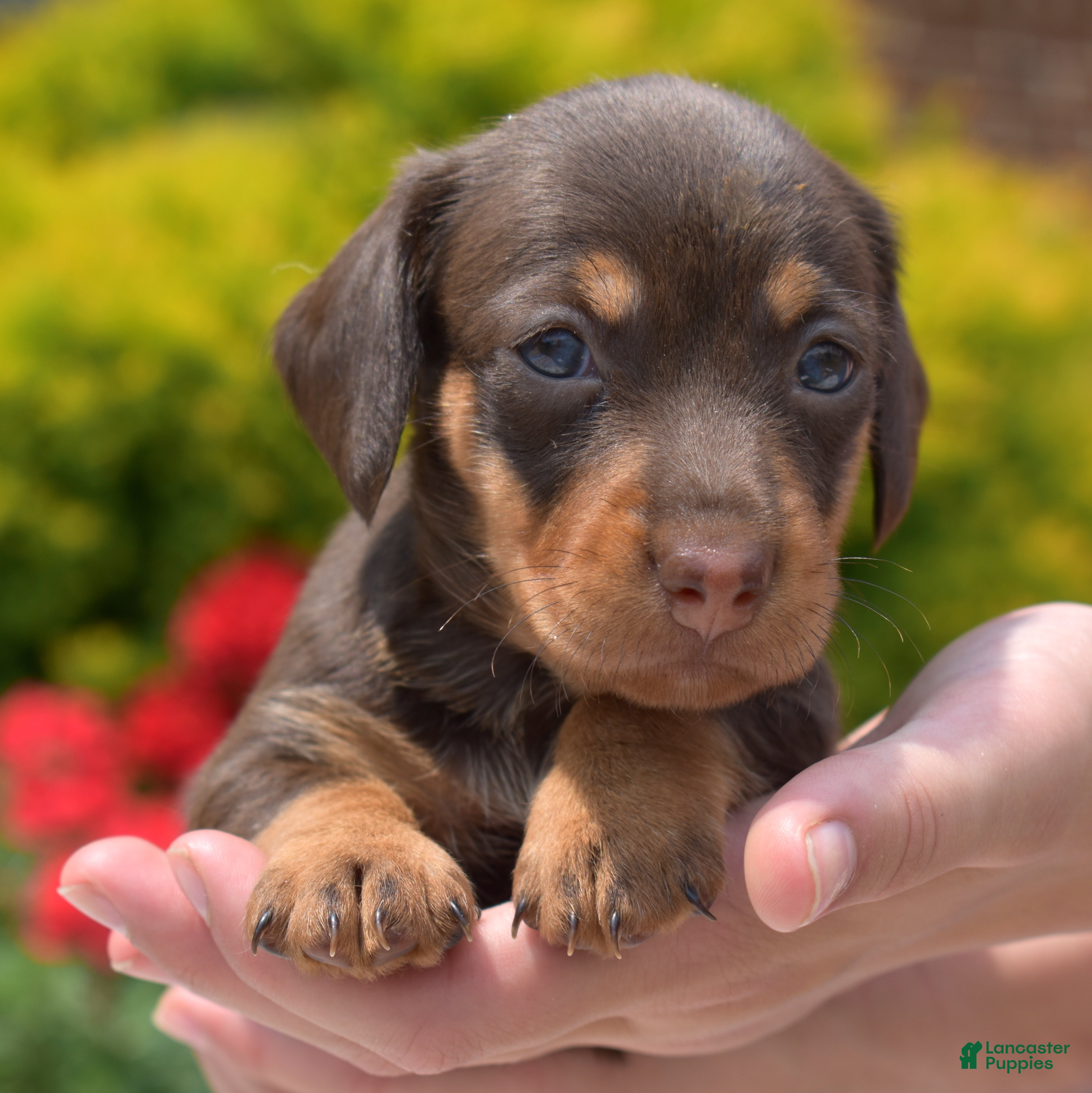 Miniature Dachshund dogs Banjo - Ad 1