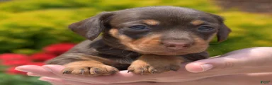 Banjo