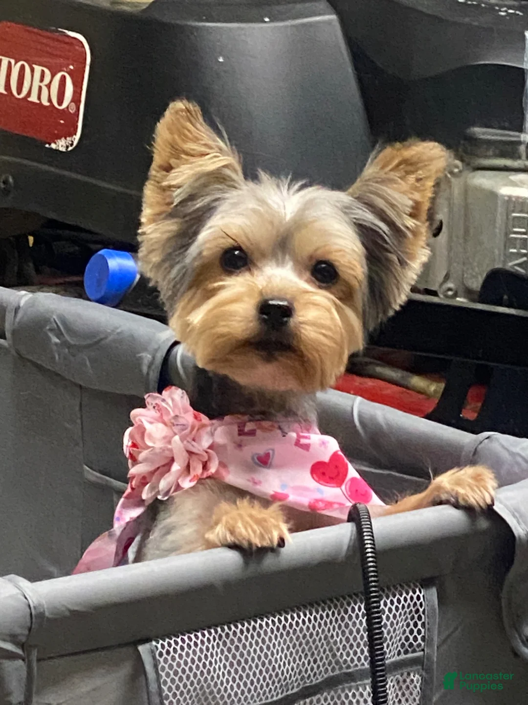 Yorkiepoo dogs for sale: Yorkiepoo Puppy - Green - Ad 2