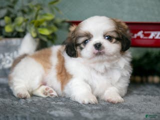 Shih Tzu dogs Skipper - Ad 30