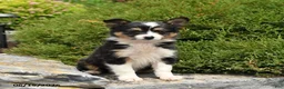 Miniature Australian Shepherd dogs for sale: Lilac - Ad 1