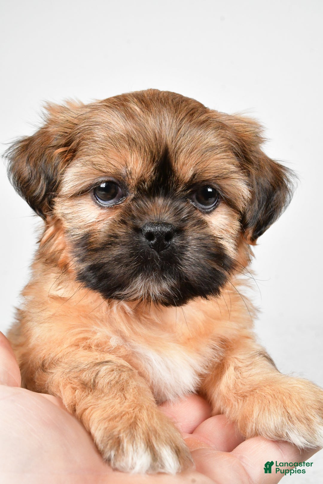 Shih Tzu dogs for sale: Winchester - Ad 2