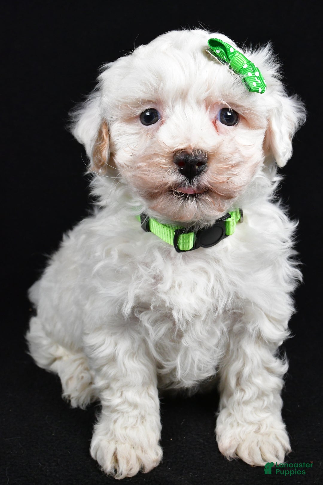 Maltipoo dogs for sale: Joshua - Ad 6