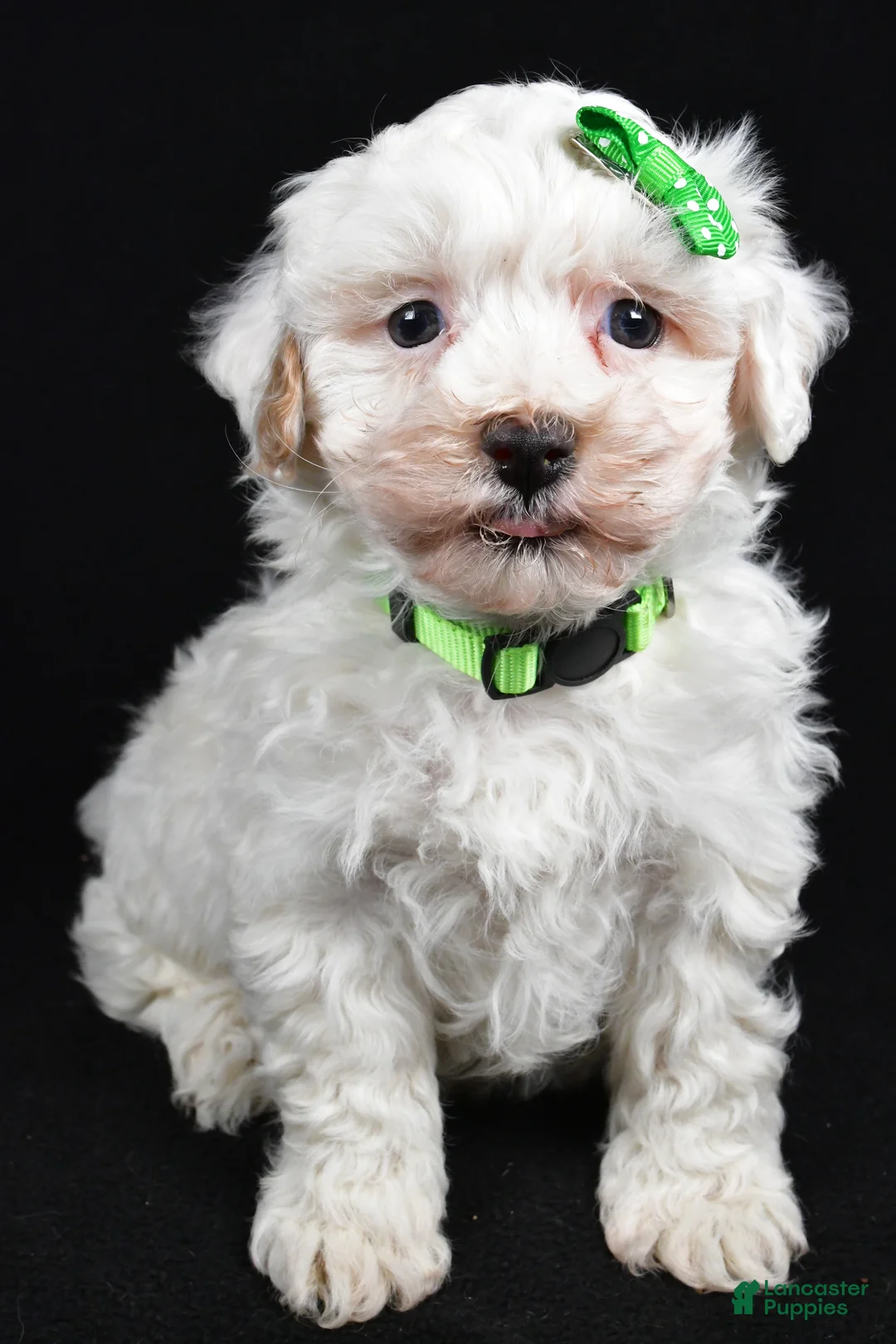 Maltipoo dogs for sale: Joshua - Ad 6