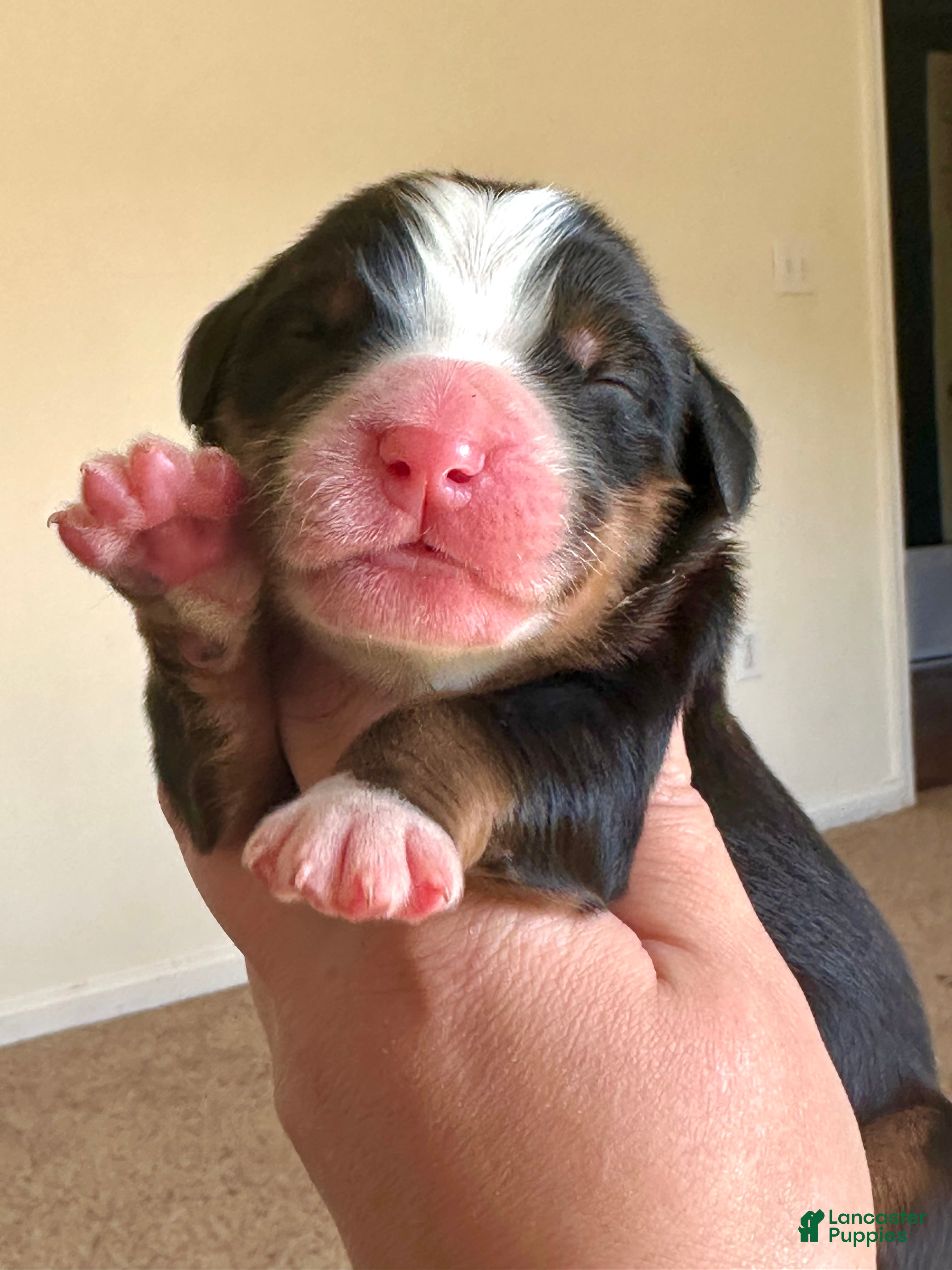 Bernese Mountain Dog dogs Berner bunch - Ad 1