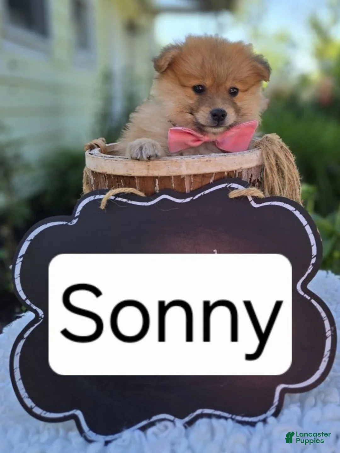 Pomeranian dogs for sale: Sonny - Ad 2