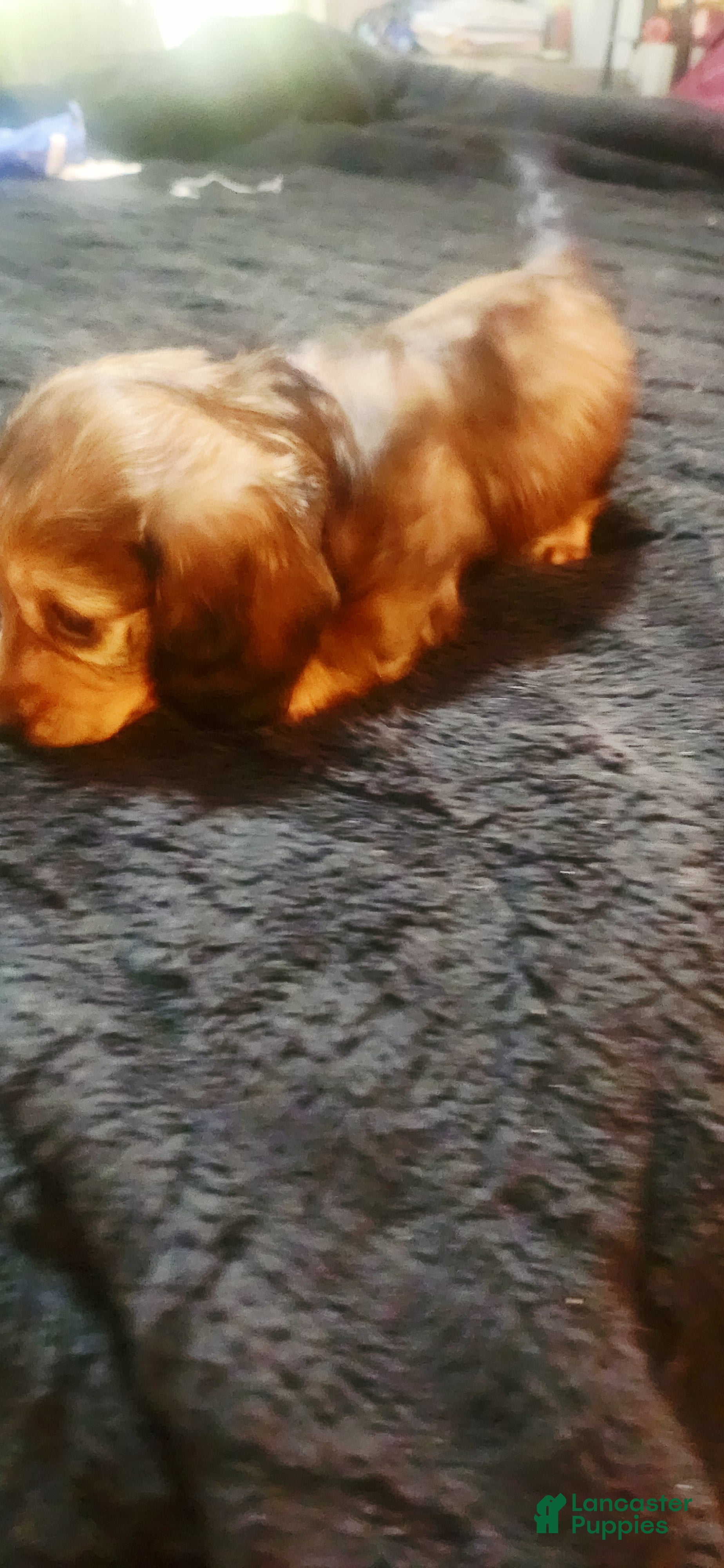Dachshund dogs Dachshund Puppy Spots - Ad 34