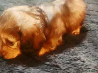 Dachshund dogs Dachshund Puppy Spots - Ad 38