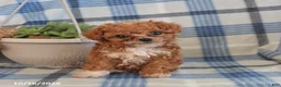 Toy Poodle dogs for sale: Jenna - Ad 3
