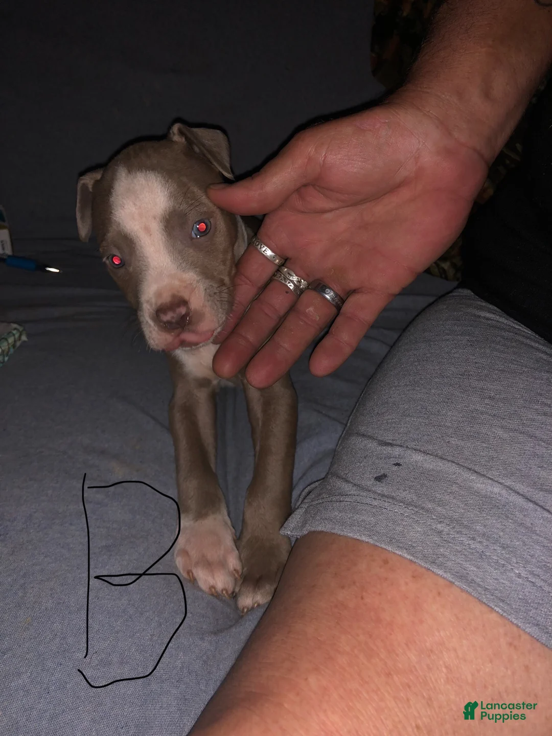 Mixed Breed dogs for sale: Mixed Breed Puppy 8 - Ad 2