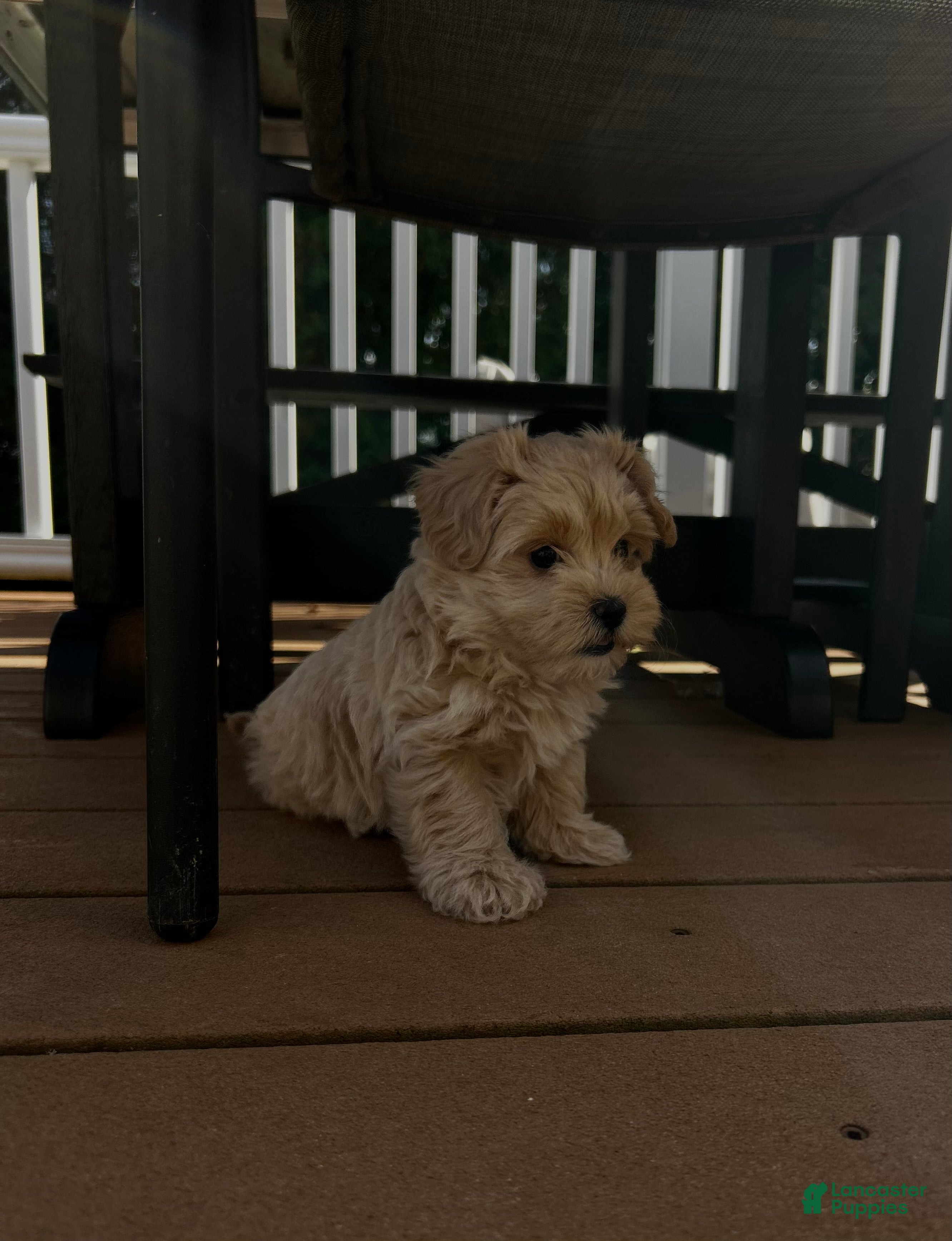 Maltipoo dogs for sale: Willow - Ad 2