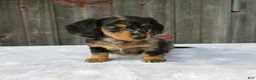 Miniature Dachshund dogs for sale: Mali - Ad 5