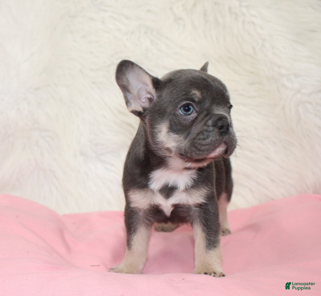 Mixed Breed dogs for sale: Ty - Ad 4