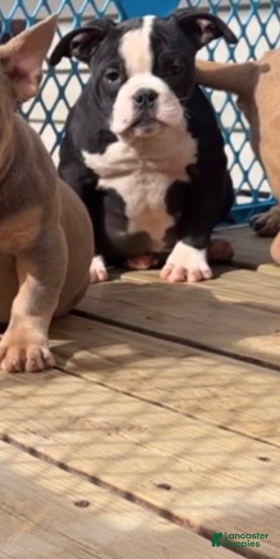 American Bully dogs Yoda - Ad 10