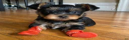 Yorkshire Terrier dogs for sale: Fifi - Ad 3