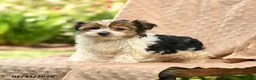 Biewer Terrier dogs for sale: Tatum - Ad 3