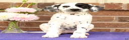 Dalmatian dogs for sale: Ellie - Ad 4