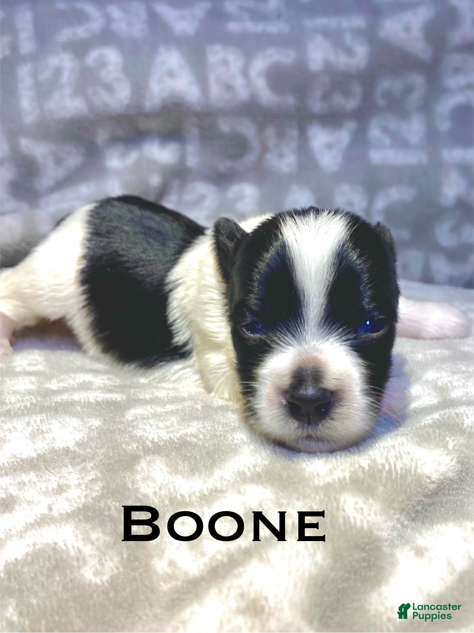 Biewer Terrier dogs Boone - Ad 5