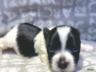 Biewer Terrier dogs Boone - Ad 5