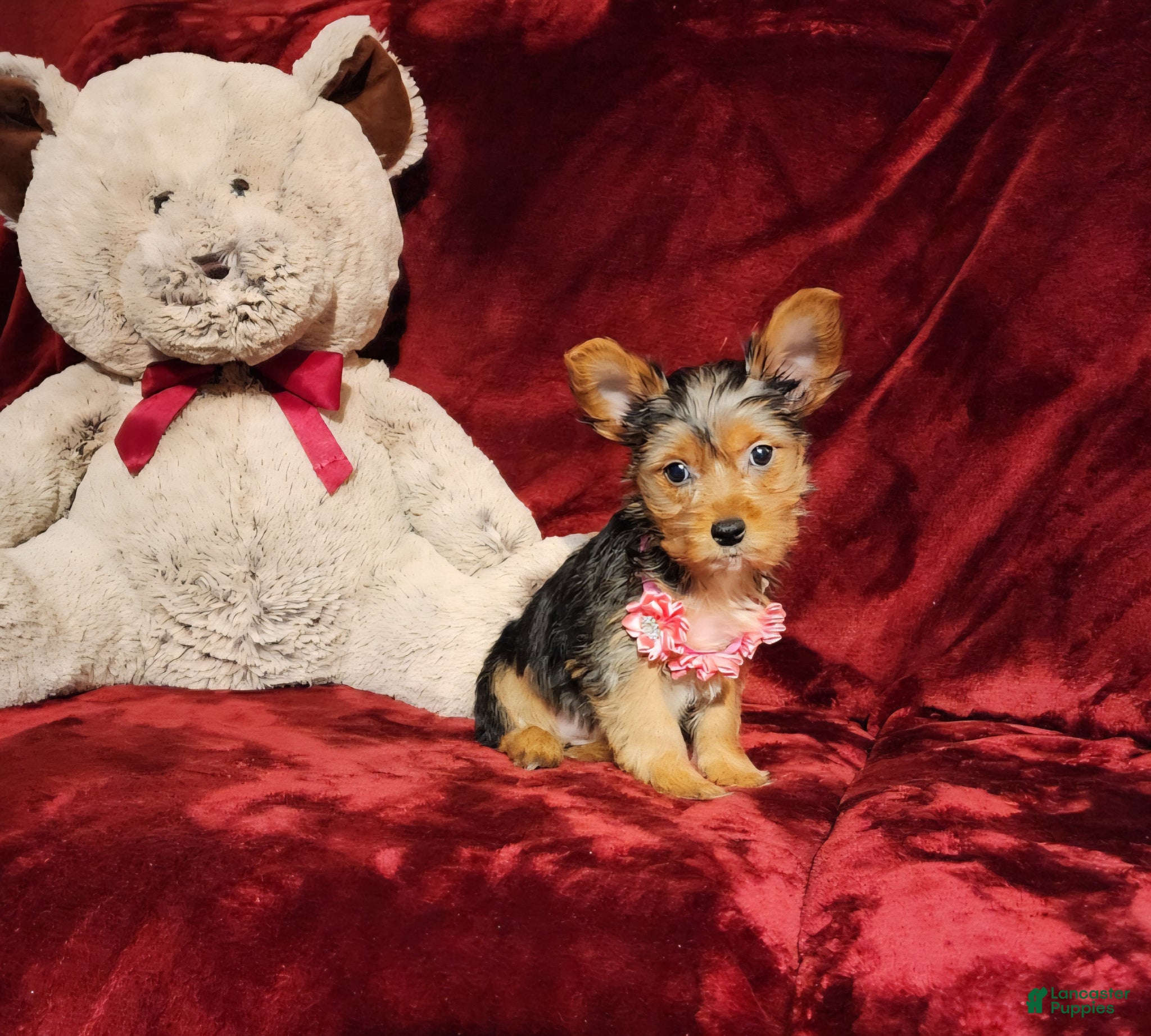 Yorkshire Terrier dogs *ZOE* - Ad 17