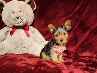 Yorkshire Terrier dogs *ZOE* - Ad 14