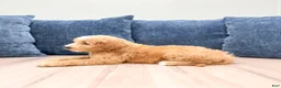 Mini Goldendoodle dogs for sale: Lane - Ad 3