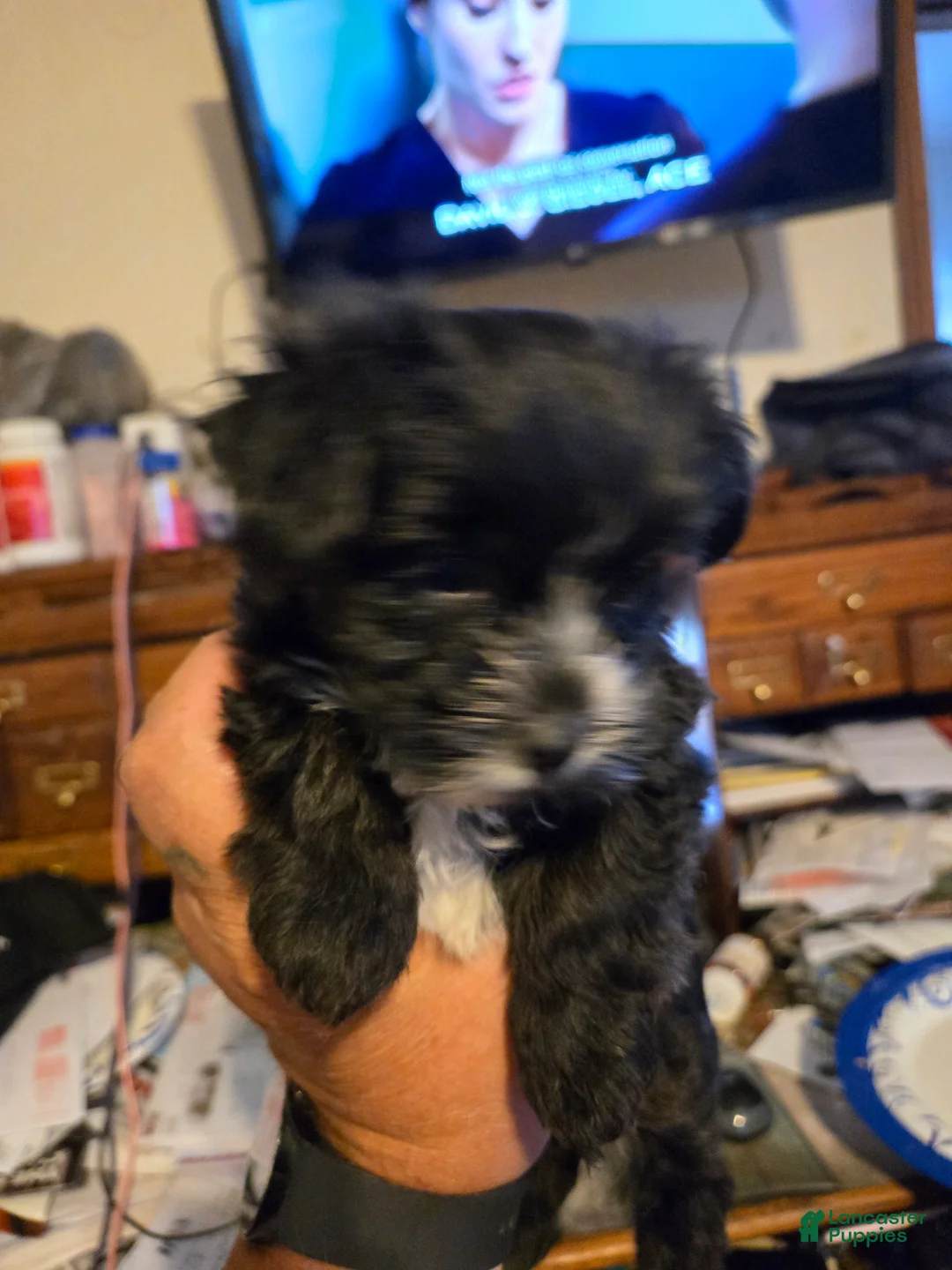 Mixed Breed dogs for sale: Mixed Breed Puppy 1 - Ad 2