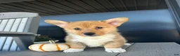 Welsh Corgi Pembroke dogs for sale: Mowgli Welsh Corgi Pembroke  - Ad 3