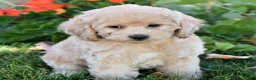 Bichpoo dogs for sale: Carmen - Ad 7