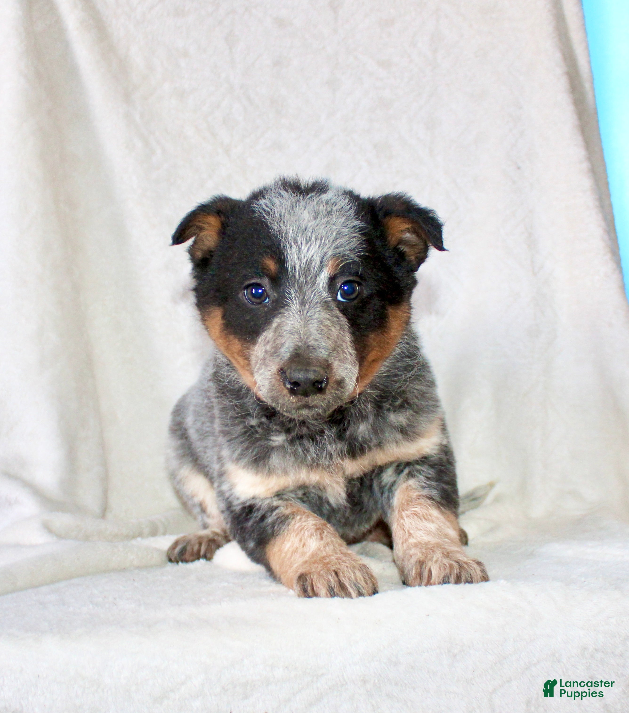 Australian Cattle Dog dogs Roxy  - Ad 2